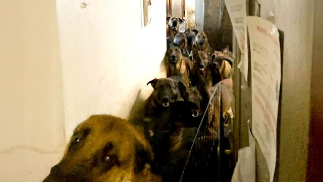 Rescued German Shepherd Goes On First Walk