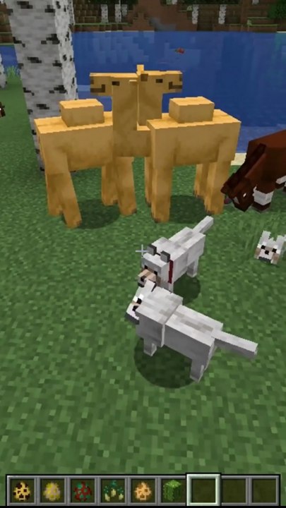 como reproducir camellos en minecraft