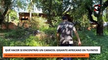 QUÉ HACER SI ENCONTRÁS UN CARACOL GIGANTE AFRICANO EN TU PATIO