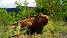 Galapagos with David Attenborough Saison 1 - Galapagos with David Attenborough - Trailer (RU)