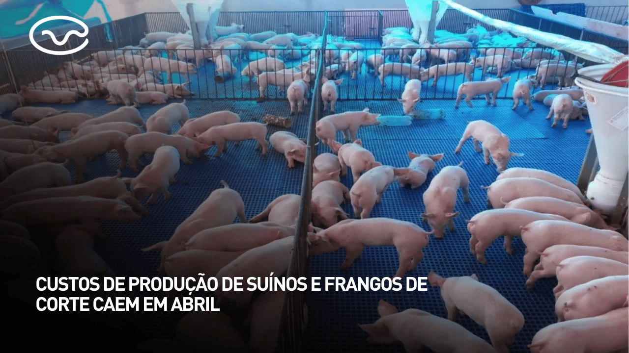 Custos de produção de suínos e frangos de corte caem em abril