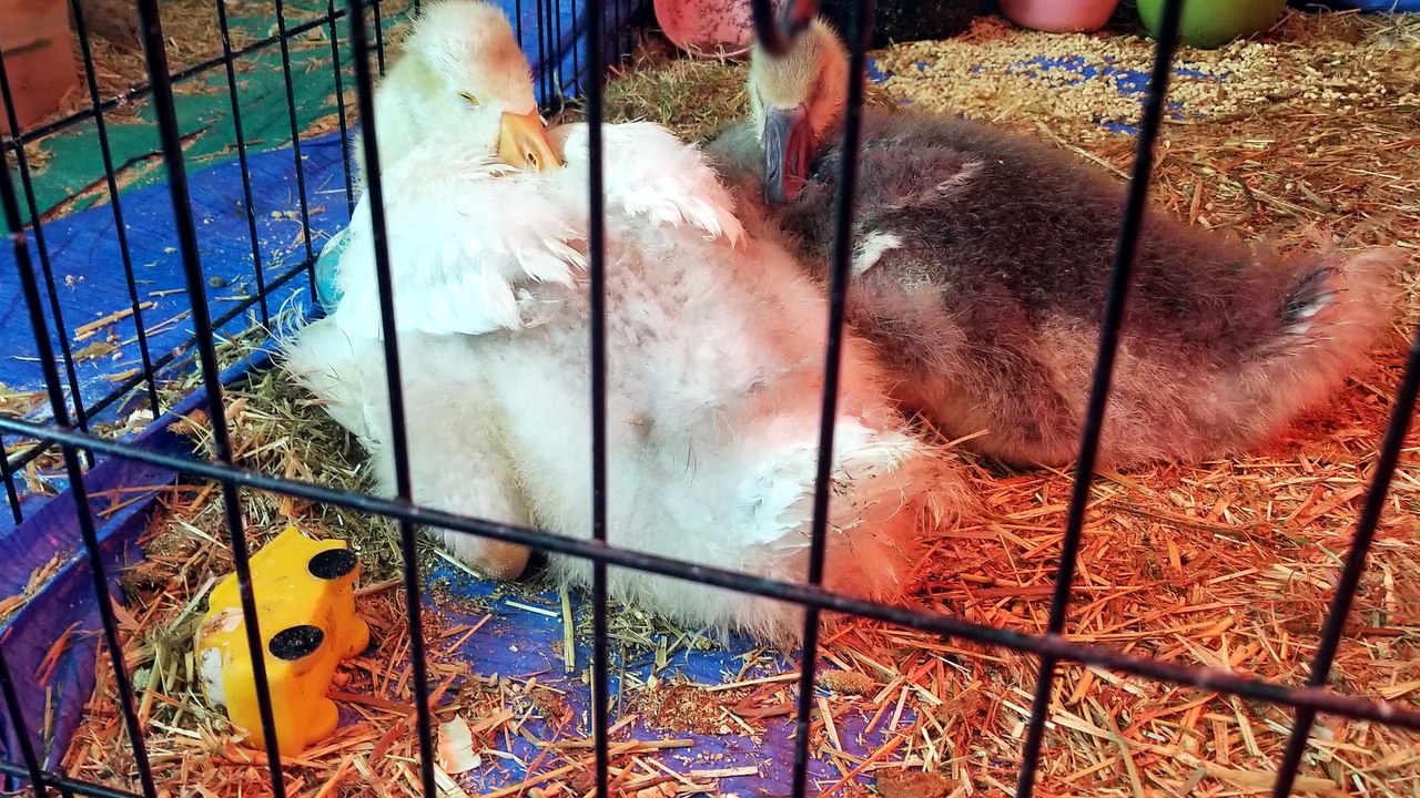 Anything can be a chariot if you can convince your boyfriend to haul you around in it. | #SparklegleamFarm #Tooey #Lemongrab #homestead #geese #farmanimals #UNACCEPTABLE #cute