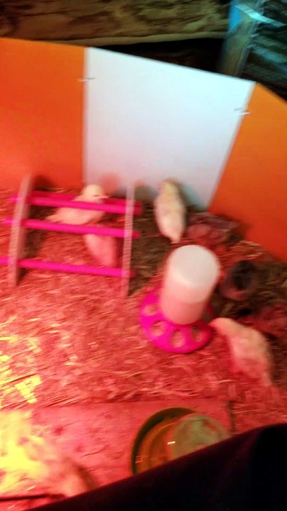 Lively game of Tag happening in the brooder, check it out. | #SparklegleamFarm #Chicken #homestead #farmanimals #cute