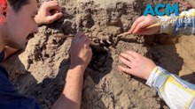 Ancient grave reveals First Nations bond with dingoes
