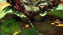 It Only Grows 2 Leaves... In 1,000 Years! 🍃🤯"