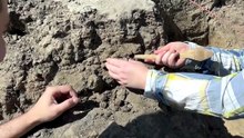 Ancient grave reveals First Nations bond with dingoes