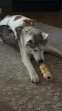 Cat Tightly Hugs Husky While Laying on Its Back