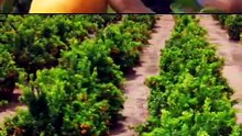 Sweet Orange 🍊😍 | Viral Fruit Shorts