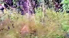 Incredible Wildlife Rescue: Brave Human Saves Cow From Deadly Forest Predator Attack