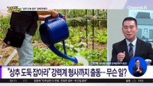 [돌직구 강력반]“상추 도둑 잡아라”…강력계 형사까지 출동