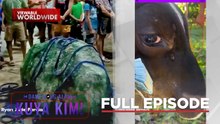 Ibinentang baka, umiyak?!; Suka ng balyena, nakuha sa Sultan Kudarat?! | Dami Mong Alam, Kuya Kim!