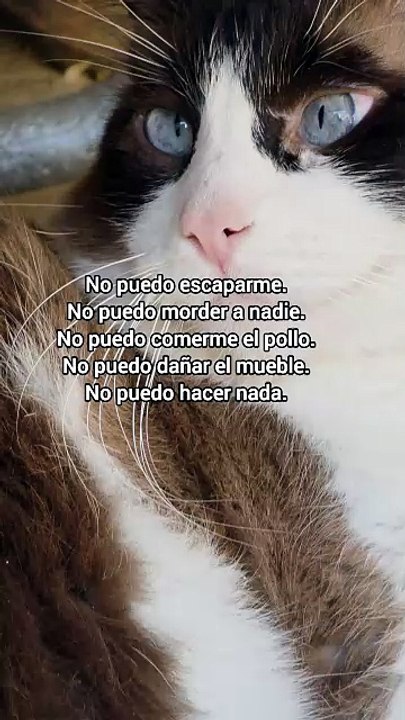 Tantrum Cat