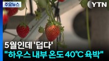 5월인데 '덥다'..."딸기 하우스 내부 온도 40℃ 육박" / YTN