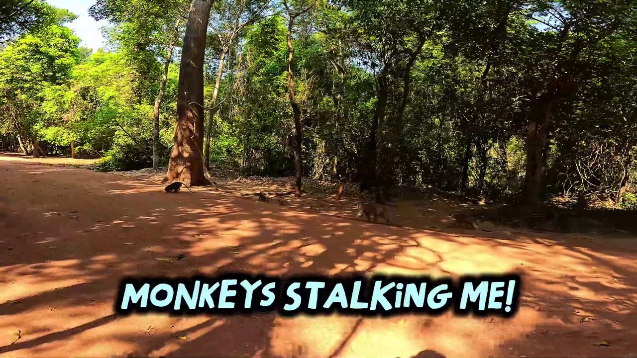 Monkey Encounter in Siem Reap 🇰🇭 | I Didn’t Expect THIS! 🐒 4K POV