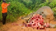 Dead elephant discovered in Sabah forest reserve with head hacked off