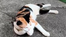 RapidKL's 'chonky' station cats