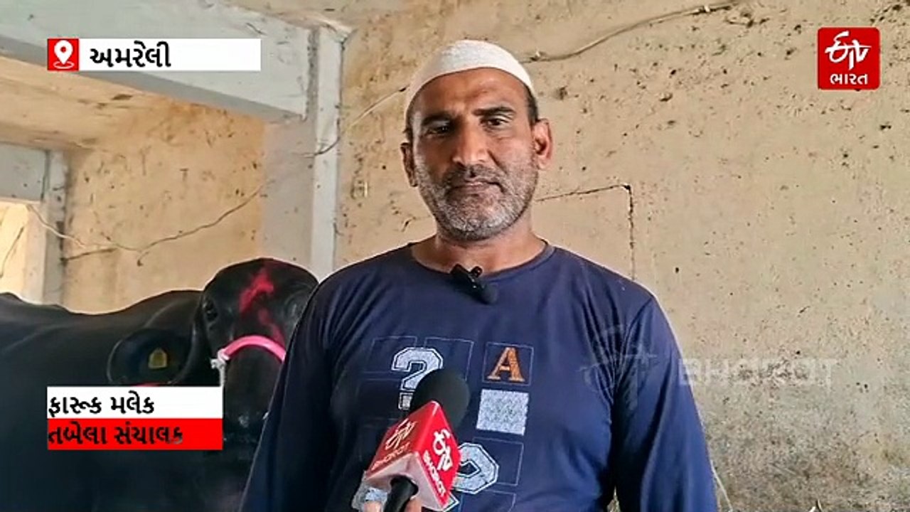 700 કિલો વજન, 30 લીટર દૂધ: હાથી જેવી કાયા ધરાવત...