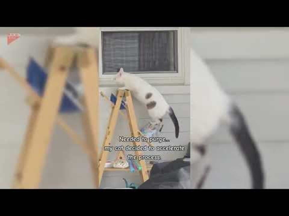 Cat Knocks Everything Off Shelf During Cleanup