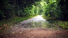 Éveil de Printemps : Piano Doux et Pluie Légère pour une Concentration Totale et un Sommeil Profond