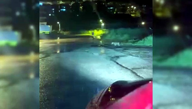 Sinop’ta yalnız gezen çakal görüntülendi