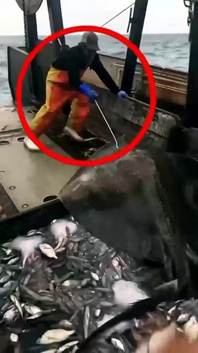 Fisherman Risks Everything to Free This Huge Stingray
