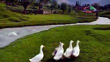 Beauty of the world