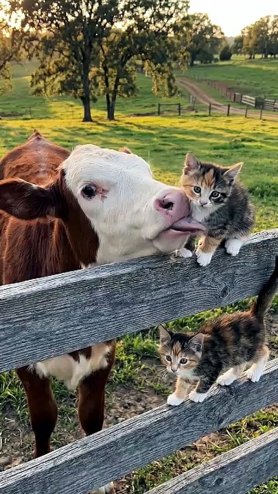 Cow Licks Kitten
