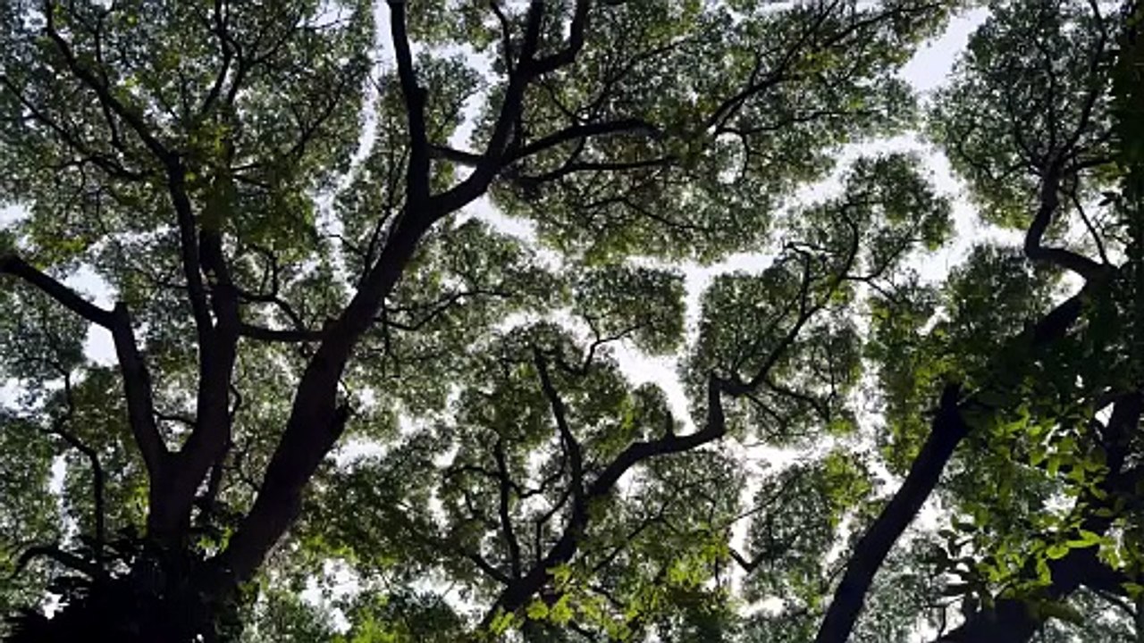 Aasai Yaarai Vittadhu ? Naanam Kummi Kottudhu ! - Epic Tree Nature View - Manadhai Thodum Paadal #UnderratedTamilSongs