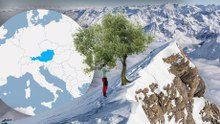 The Austrian experiment that could change olive oil forever