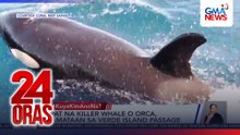Apat na killer whale o Orca, namataan sa Verde Island Passage | 24 Oras
