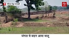 सड़क पर निकला सफेद भालू, ग्रामीण पर किया अटैक, वन विभाग ने जारी किया अलर्ट