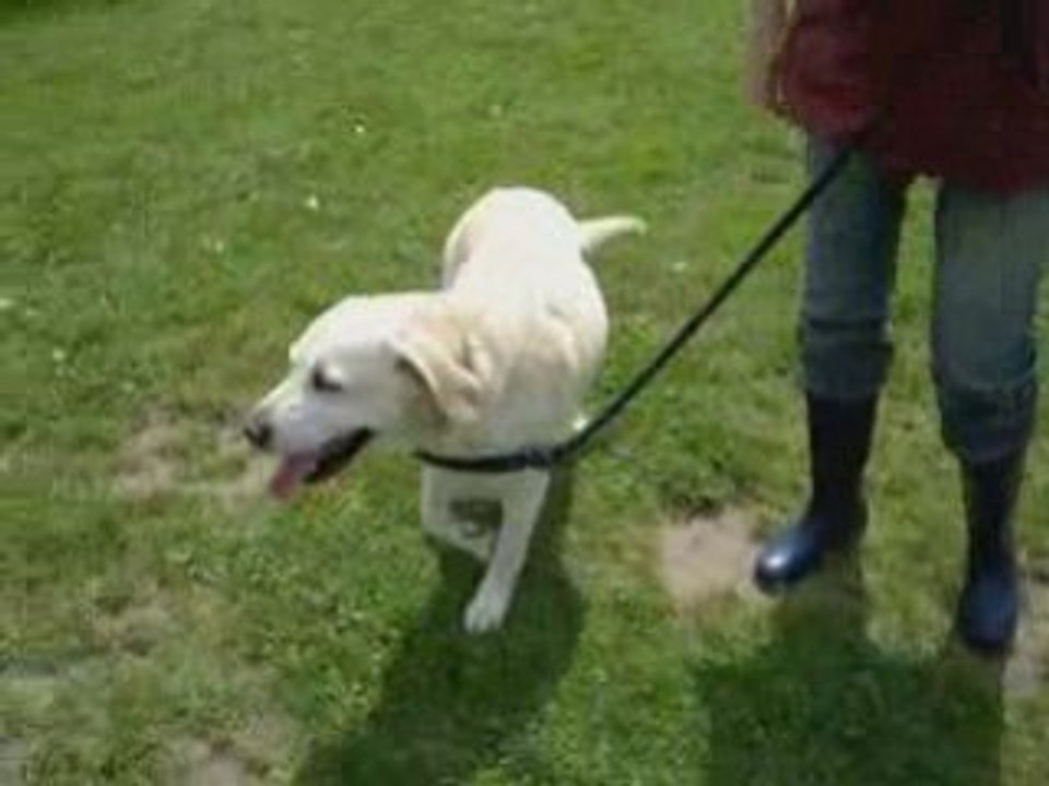 Pam, la belle labrador