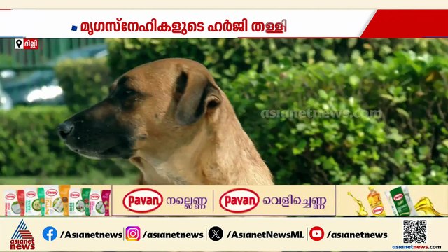മനുഷ്യ ജീവന് ഭീഷണിയാകുന്ന തെരുവ് നായകളെ കൊല്ലാന്‍ സുപ്രീംകോടതി അനുമതി