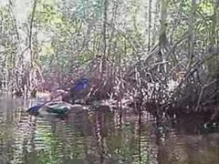 Volontariat ARCAS, Hawaii, Monterrrico, Guatemala