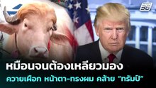 เหมือนจนต้องเหลียวมอง  ควายเผือก หน้าตา-ทรงผม คล้าย “ทรัมป์” | เข้มข่าวค่ำ | 19 พ.ค. 69
