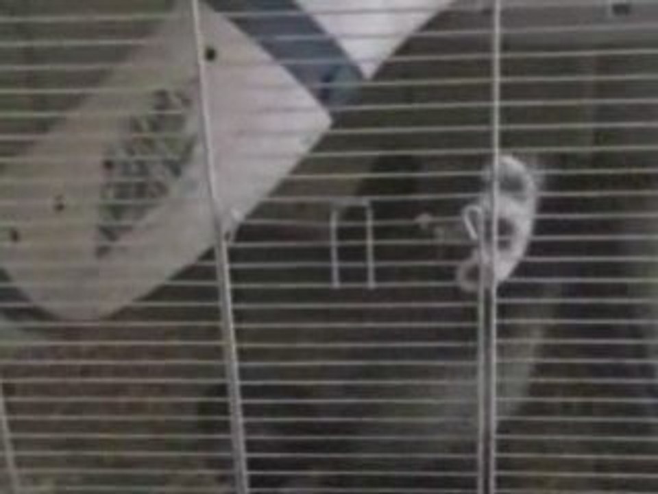 Boubou le furet sort de sa cage tout seul, trop balèse!!
