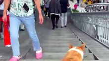 This Skateboarding Corgi Just Shocked Everyone on the Street"