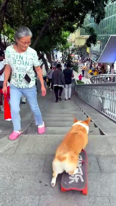 This Skateboarding Corgi Just Shocked Everyone on the Street"