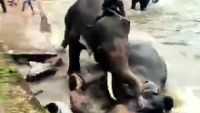 India: en una pelea de elefantes murió una turista