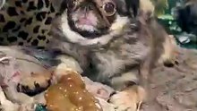 King Chilli The Pug