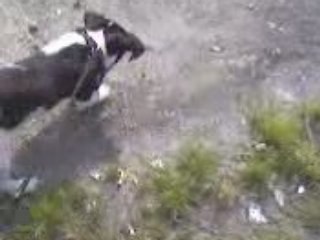 Vidéo0027 dart et sa pierre