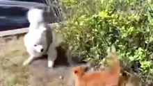 Internet users can’t stop watching these funny viral clips 🤣