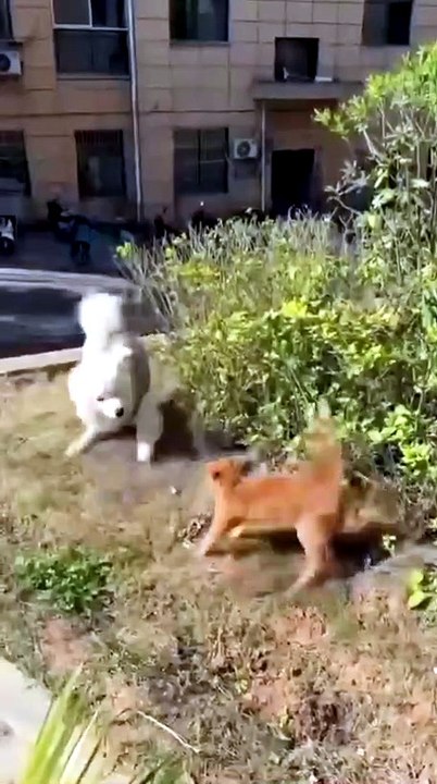 Internet users can’t stop watching these funny viral clips 🤣