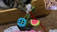 Bro Ignored the Watermelon