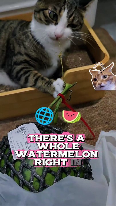 Bro Ignored the Watermelon