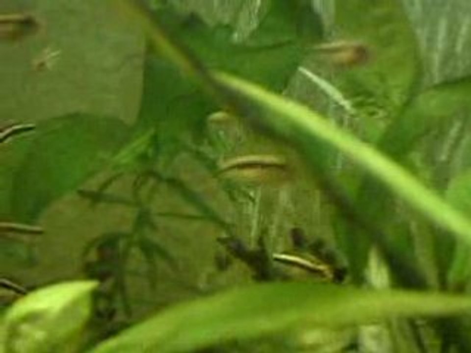 Alevins PelvicachromisPulcher