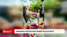 Ormanda düzenlenen pikniği keçiler bastı