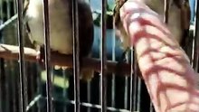 Kasih makan anakan burung trocokan