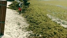 ⚠️🌊 Las barreras colocadas para contener el sargazo en Playa del Carmen ya no logran frenar la enorme cantidad de alga que continúa arribando a la costa, generando preocupación en plena temporada turística.