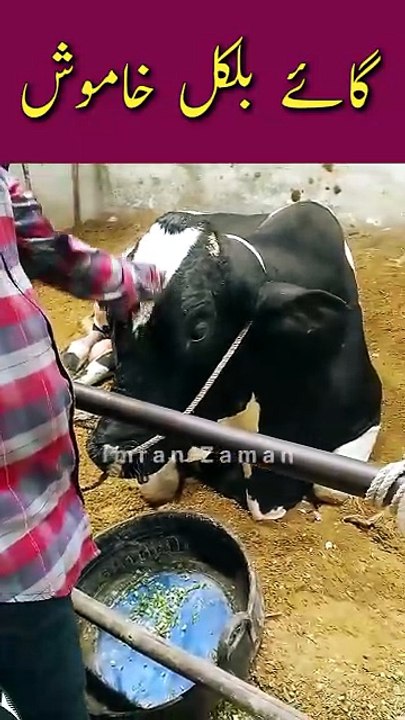 Cow Bilkul Khamosh 😳